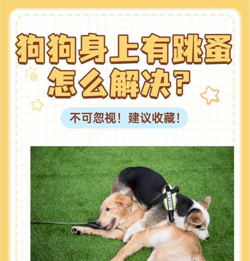 狗狗跳蚤问题：跳蚤的识别与防治？