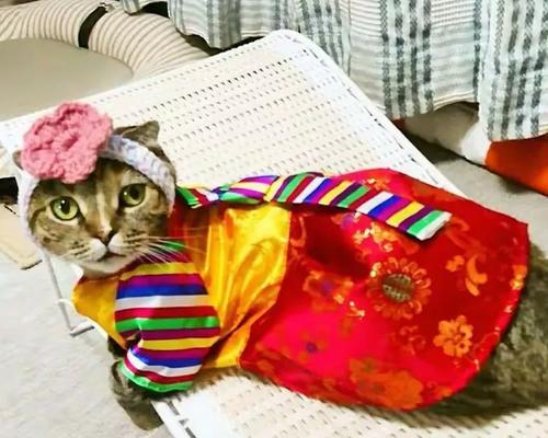 宠物猫便便红色(以猫咪便便后擦出来红色为主题) 宠物猫便便红色(以猫咪便便后擦出来红色为主题)