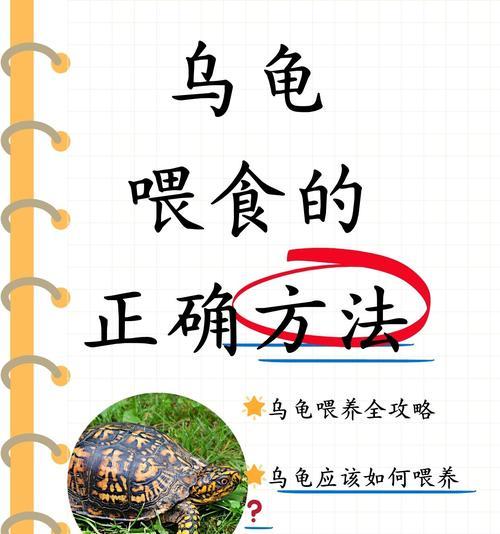 巴西龟饲料的正确喂食方法是什么?喂食频率如何? 巴西龟饲料的正确喂食方法是什么?喂食频率如何?