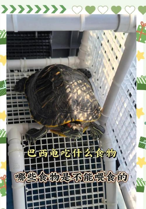 巴西龟饲料的正确喂食方法是什么?喂食频率如何? 巴西龟饲料的正确喂食方法是什么?喂食频率如何?