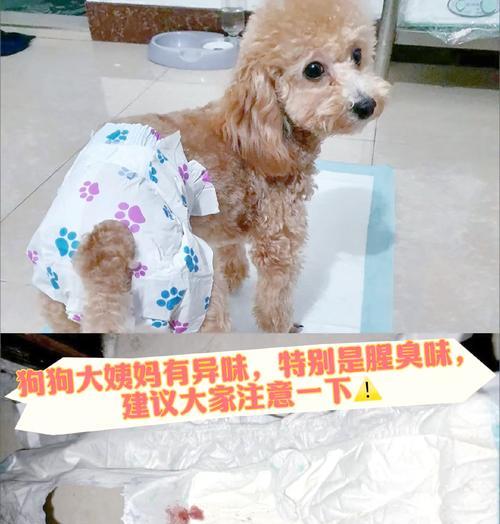 狗狗是否真的有“姨妈血”？这是什么现象？