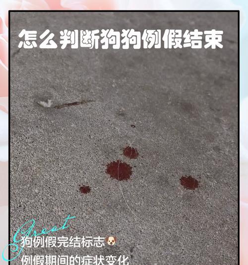 狗狗是否真的有“姨妈血”？这是什么现象？