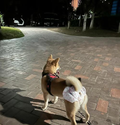 狗狗是否真的有“姨妈血”？这是什么现象？