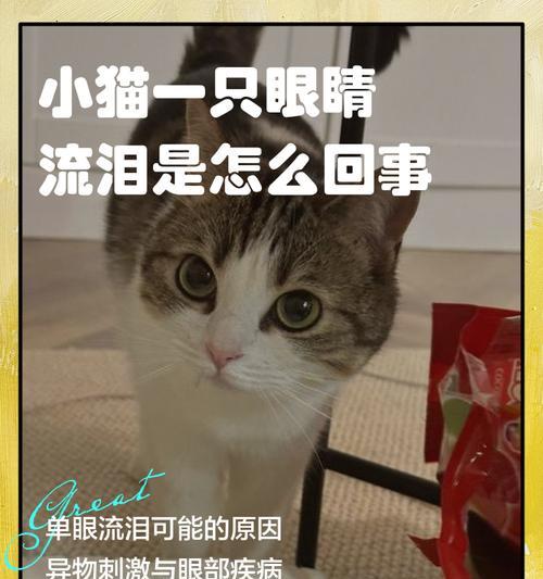 小猫眼泪长流，宠物主人必读（如何有效治疗小猫流泪问题）