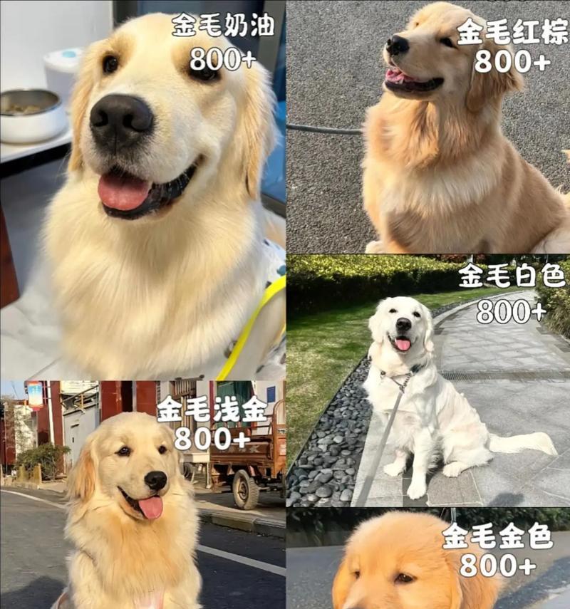 金毛幼犬多少钱一只洛阳狗市？购买时需要注意哪些事项？
