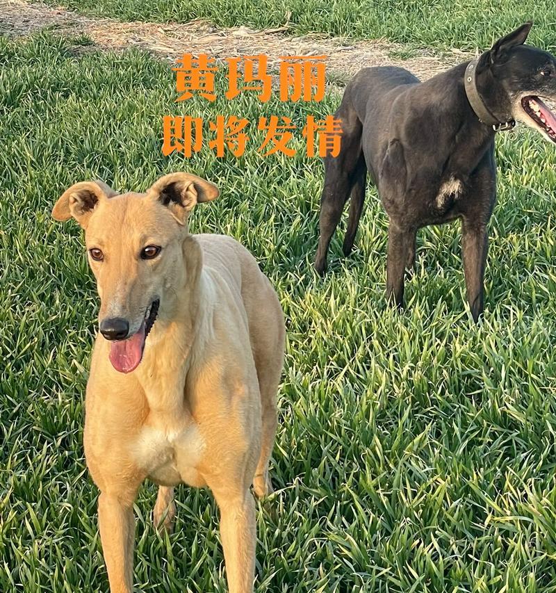 格力犬的兔狩猎技巧（以宠物为主）