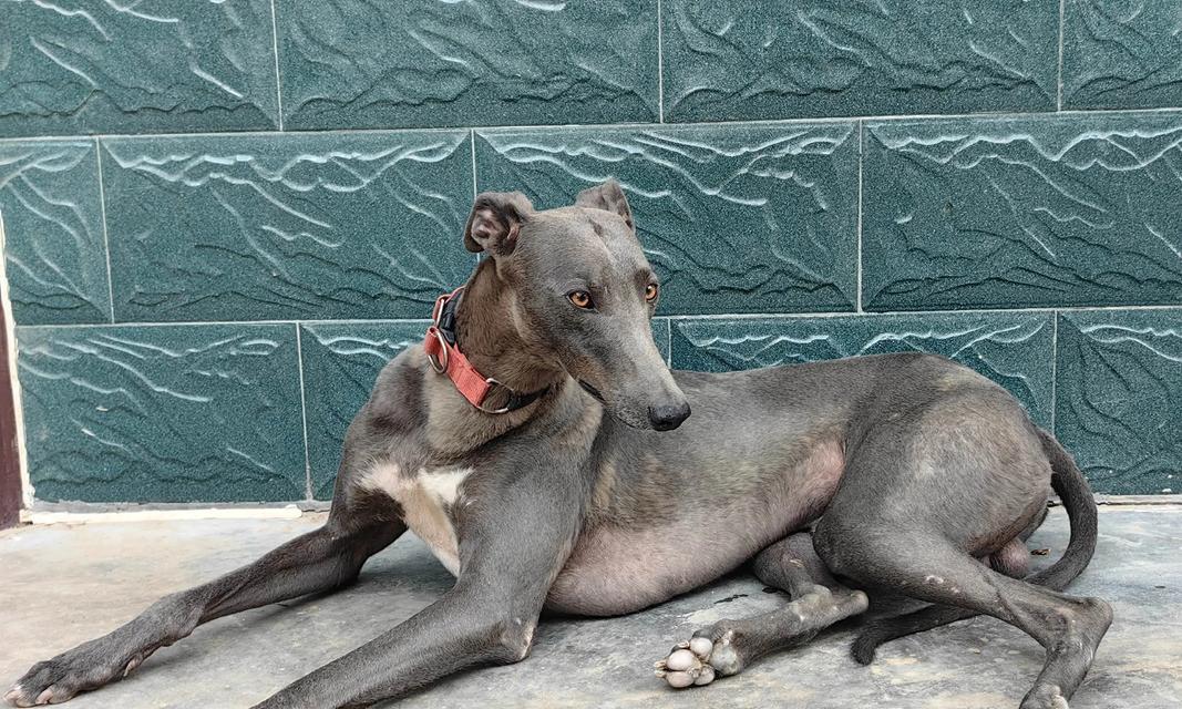 格力犬的兔狩猎技巧(以宠物为主) 格力犬的兔狩猎技巧(以宠物为主)