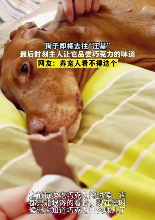 巧克力是否适合喂养宠物犬(了解巧克力对狗的影响与如何确保宠物健康) 巧克力是否适合喂养宠物犬(了解巧克力对狗的影响与如何确保宠物健康)