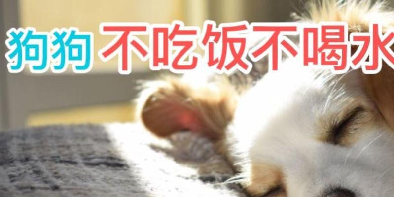 狗狗不吃东西不喝水,应该怎么办(教你如何应对狗狗不吃东西不喝水的情况) 狗狗不吃东西不喝水,应该怎么办(教你如何应对狗狗不吃东西不喝水的情况)