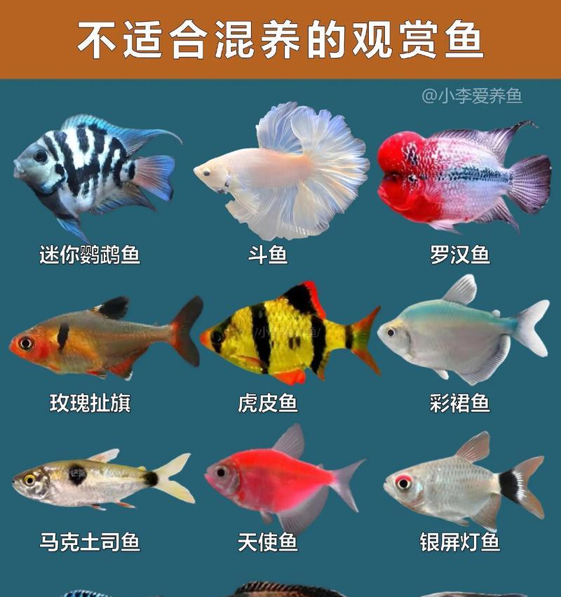 济宁市哪里可以买到观赏鱼? 济宁市哪里可以买到观赏鱼?