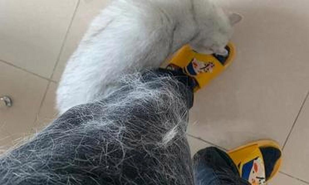宠物猫咪为何会整块掉毛（探究猫咪掉毛原因及预防措施）