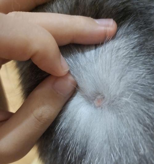 宠物猫咪为何会整块掉毛（探究猫咪掉毛原因及预防措施）
