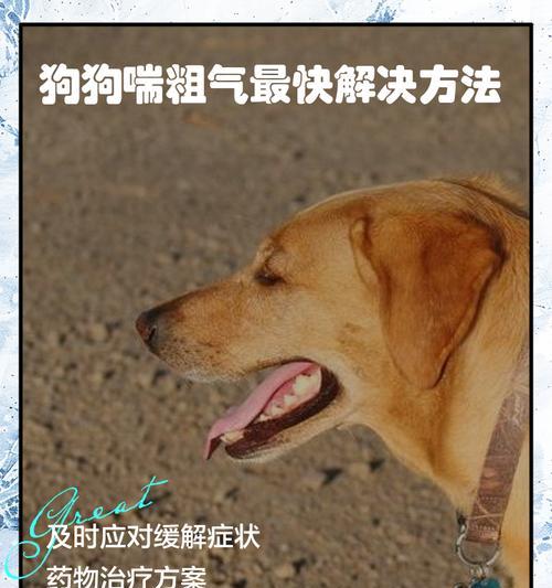 狗狗哮喘的有效治疗方法是什么？