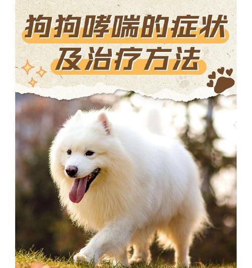 狗狗哮喘的有效治疗方法是什么? 狗狗哮喘的有效治疗方法是什么?