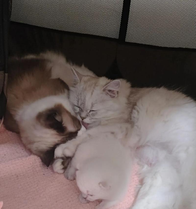 小猫误食包子后应如何处理？喂食小猫包子有哪些风险？