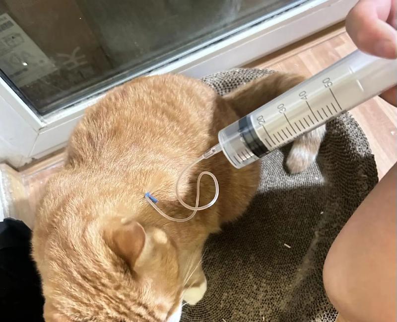 小猫误食包子后应如何处理？喂食小猫包子有哪些风险？