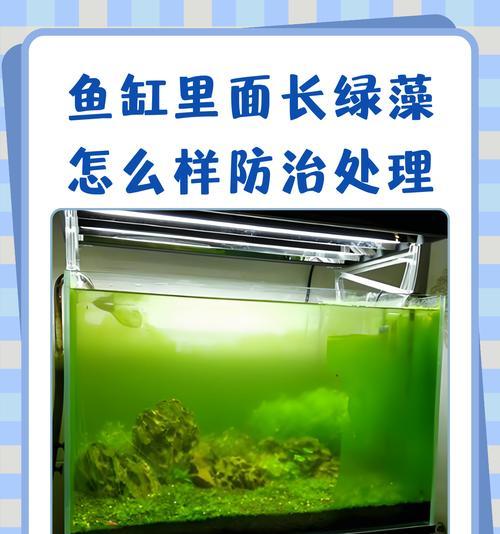 鱼缸里种绿藻适合什么植物?如何种植绿藻? 鱼缸里种绿藻适合什么植物?如何种植绿藻?