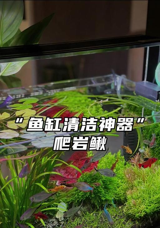 鱼缸里种绿藻适合什么植物?如何种植绿藻? 鱼缸里种绿藻适合什么植物?如何种植绿藻?