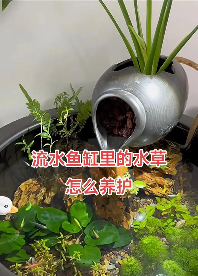 鱼缸里种绿藻适合什么植物?如何种植绿藻? 鱼缸里种绿藻适合什么植物?如何种植绿藻?