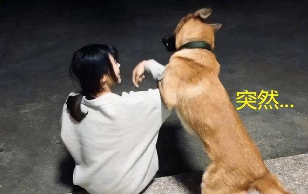 狗狗扒拉人腿是什么意思?是寻求注意还是其他原因? 狗狗扒拉人腿是什么意思?是寻求注意还是其他原因?