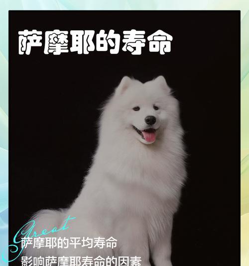 萨摩耶犬智商排名第30名，你还会不会认为它是超级聪明的（宠物犬种中的中等智商）