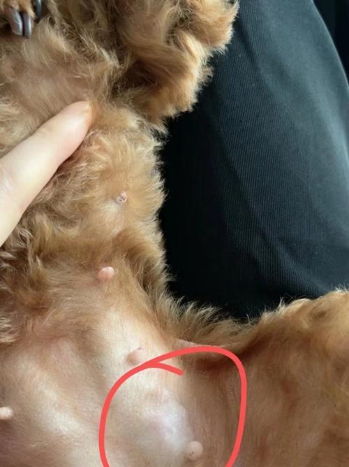 狗狗肚子上长小疙瘩的原因及处理方法（宠物疾病防治）
