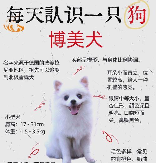 大型的博美犬长相特征是什么？如何区分大型博美犬？