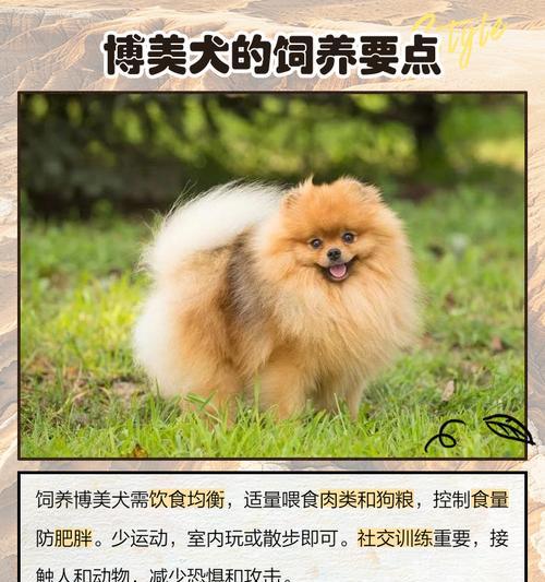 大型的博美犬长相特征是什么？如何区分大型博美犬？