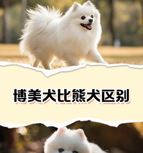 大型的博美犬长相特征是什么？如何区分大型博美犬？