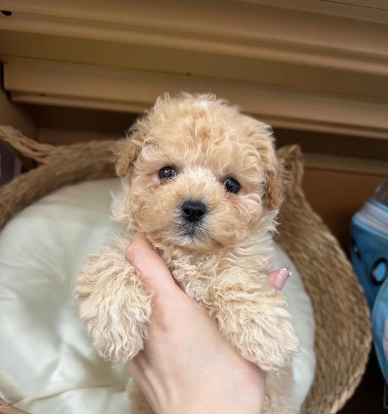 泰迪熊幼犬幼崽的市场价格是多少？