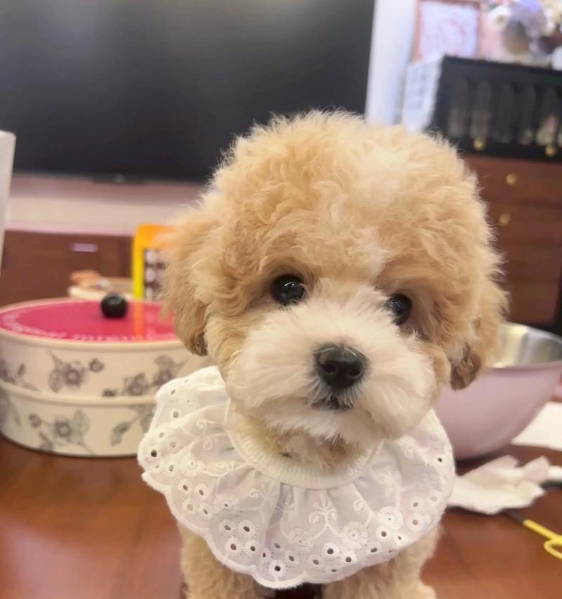泰迪熊幼犬幼崽的市场价格是多少？