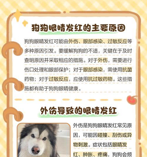 金毛狗巩膜出血怎么回事？这是什么疾病的征兆？