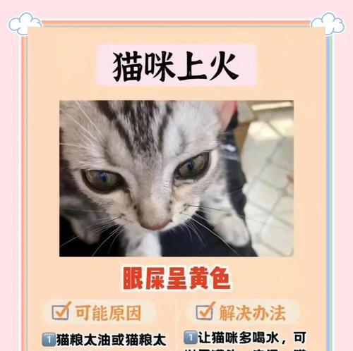 宠物猫咪便血的原因与治疗（探究猫咪便血的类型）