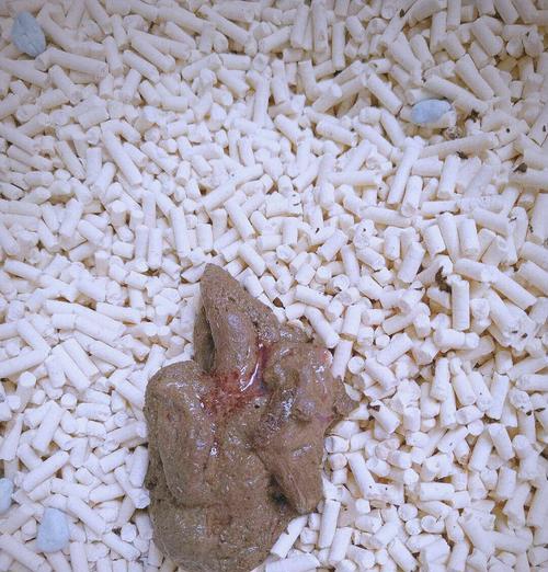 宠物猫咪便血的原因与治疗（探究猫咪便血的类型）