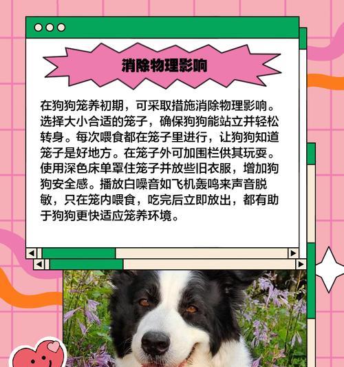 狗狗笼养后如何进行放养？放养时应注意什么？