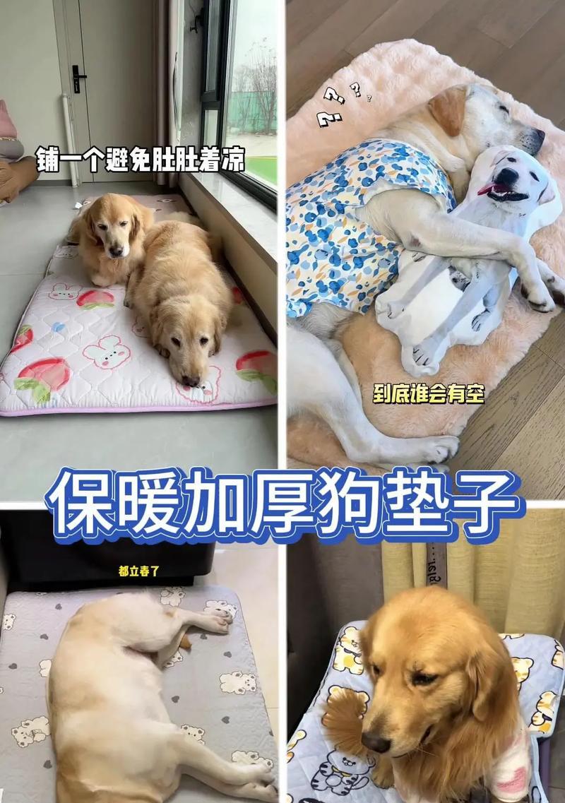 狗狗笼养时应选择哪种垫子? 狗狗笼养时应选择哪种垫子?