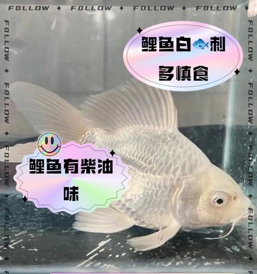白色锦鲤鱼出现透黑现象的原因？如何预防和治疗？
