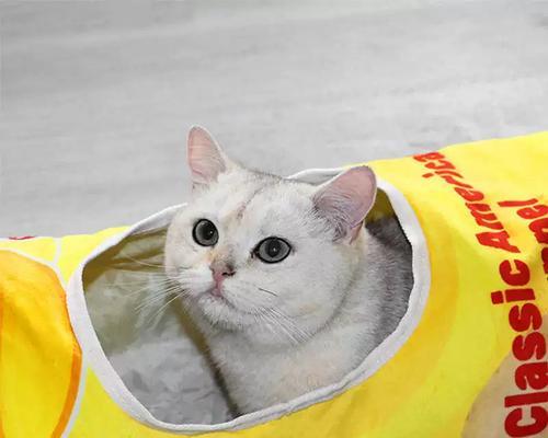 猫咪钻洞的秘密(揭秘猫咪钻洞的技巧和原因) 猫咪钻洞的秘密(揭秘猫咪钻洞的技巧和原因)
