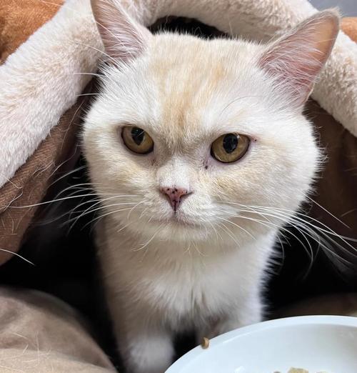 猫咪的黑下巴之谜(宠物爱好者必知) 猫咪的黑下巴之谜(宠物爱好者必知)