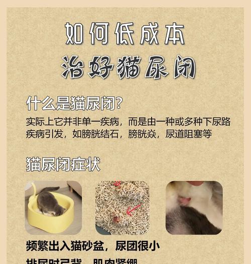 小猫不慎掉入厕所如何救助?紧急处理措施是什么? 小猫不慎掉入厕所如何救助?紧急处理措施是什么?
