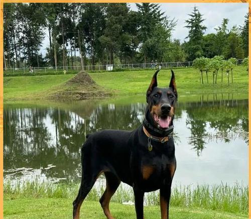 全球最萌防暴犬，宠物狗的新宠（以世界防暴犬为主题）