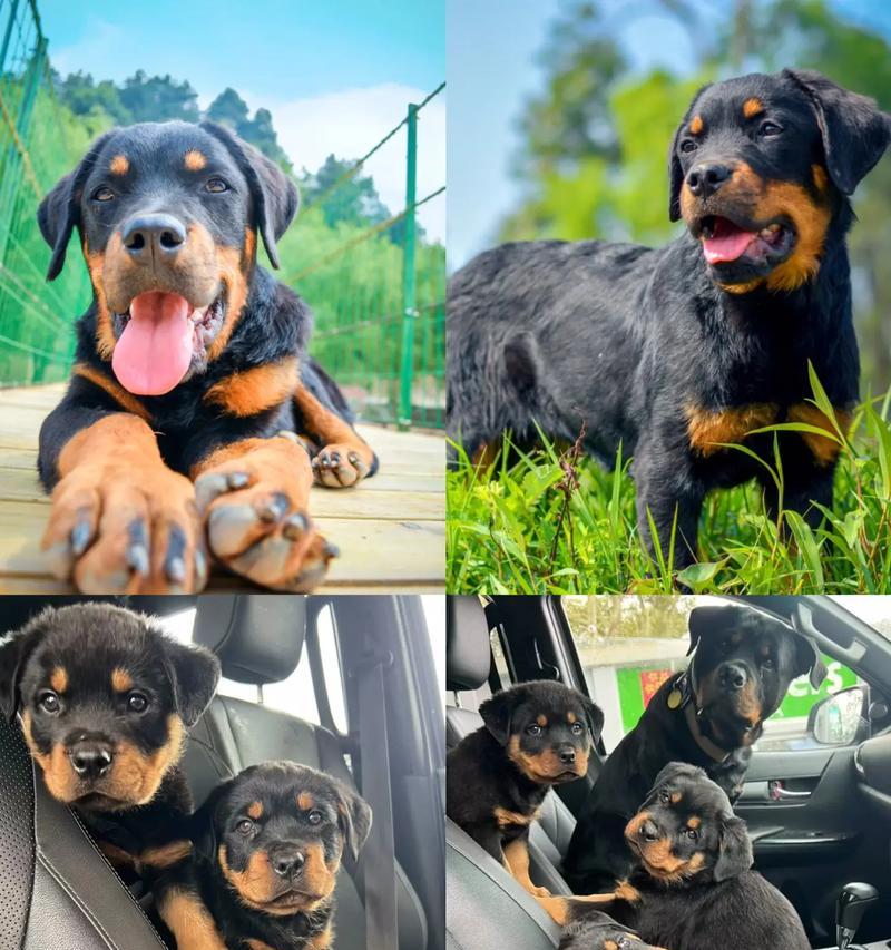 全球最萌防暴犬,宠物狗的新宠(以世界防暴犬为主题) 全球最萌防暴犬,宠物狗的新宠(以世界防暴犬为主题)