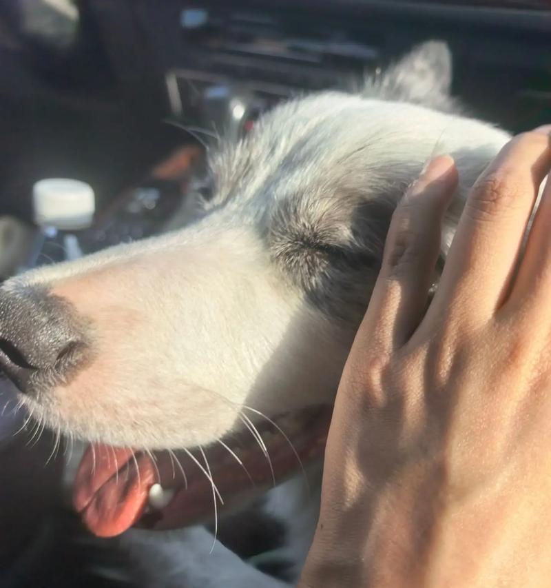 全球最萌防暴犬,宠物狗的新宠(以世界防暴犬为主题) 全球最萌防暴犬,宠物狗的新宠(以世界防暴犬为主题)