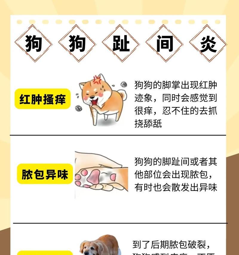 如何应对小狗小腿烂了的情况(宠物医生教你正确的处理方法) 如何应对小狗小腿烂了的情况(宠物医生教你正确的处理方法)