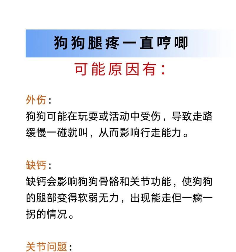 如何应对小狗小腿烂了的情况(宠物医生教你正确的处理方法) 如何应对小狗小腿烂了的情况(宠物医生教你正确的处理方法)
