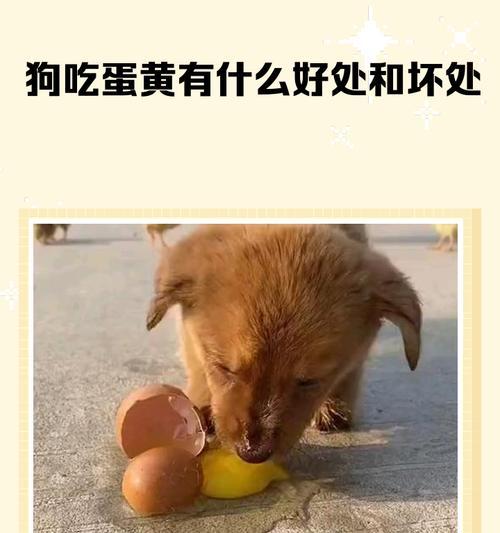 狗狗不吃鸡蛋了吗?春季饮食习惯改变的原因是什么? 狗狗不吃鸡蛋了吗?春季饮食习惯改变的原因是什么?