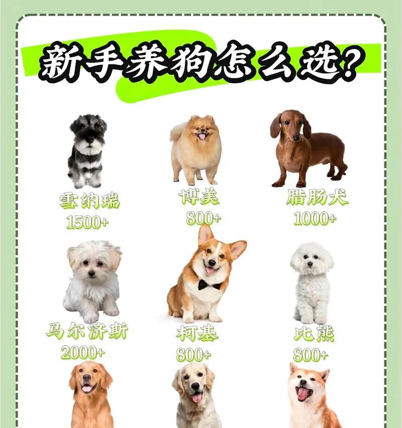 狗狗配种费用是多少？