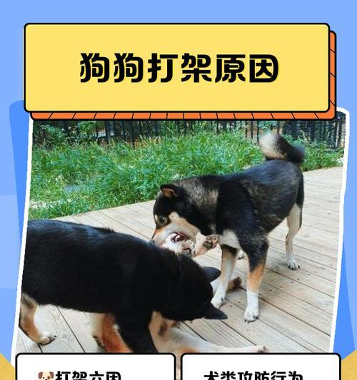 哪种狗狗最易发生打斗?如何预防和处理狗狗间的冲突? 哪种狗狗最易发生打斗?如何预防和处理狗狗间的冲突?