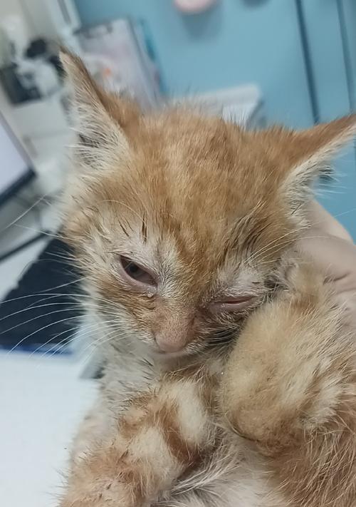 小猫眼睛上的包,让宠物主人该如何应对(了解猫咪眼睛的常见问题和预防方法) 小猫眼睛上的包,让宠物主人该如何应对(了解猫咪眼睛的常见问题和预防方法)
