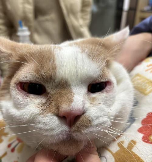 小猫眼睛上的包,让宠物主人该如何应对(了解猫咪眼睛的常见问题和预防方法) 小猫眼睛上的包,让宠物主人该如何应对(了解猫咪眼睛的常见问题和预防方法)